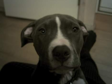 Amerikansk staffordshire terrier mishja - uhe det var ikke mig  billede 9