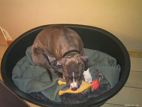 Amerikansk staffordshire terrier mishja - DØ DIN DUMME KYLLING  billede 10