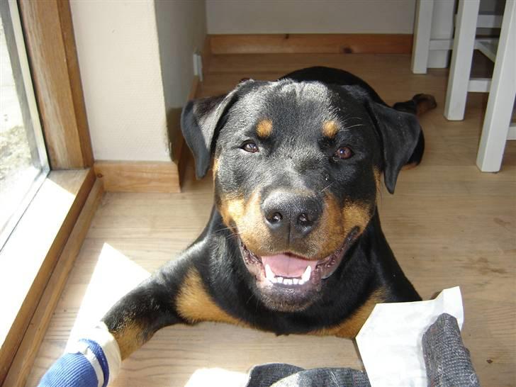 Rottweiler Fønix billede 1