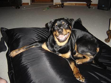 Rottweiler Fønix - Se min nye seng! billede 2