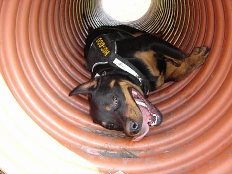 Rottweiler Fønix - Det er virkelig langt... Jeg tager lige en slapper! billede 3