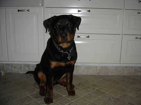 Rottweiler Fønix billede 4