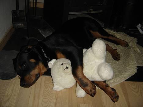 Rottweiler Fønix - Jeg elsker min bamse!!! billede 5
