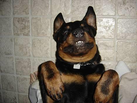 Rottweiler Fønix - Se mine fine tænder! billede 6