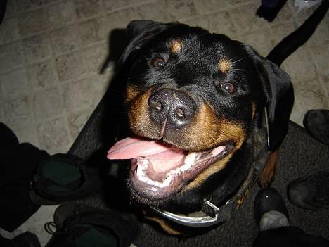 Rottweiler Fønix billede 7