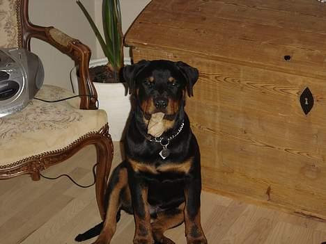 Rottweiler Fønix - Fønix 22 uger billede 9