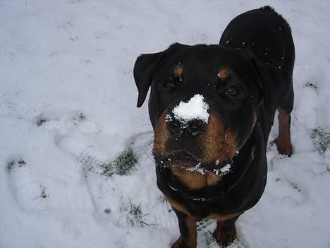 Rottweiler Fønix - Fønix i sneen! billede 10