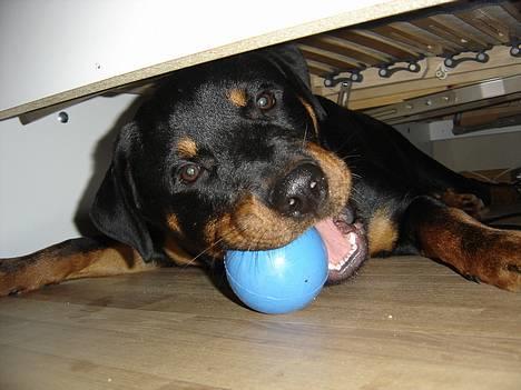 Rottweiler Fønix - Se jeg fandt den! billede 11