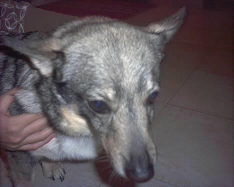 Västgötaspids detti billede 1