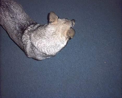 Västgötaspids detti billede 2