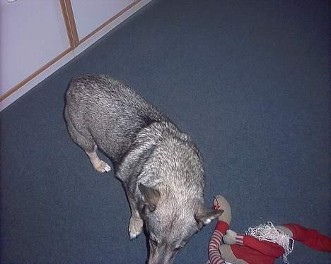 Västgötaspids detti billede 3