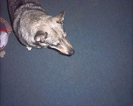 Västgötaspids detti billede 4