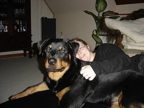 Rottweiler Fønix billede 12