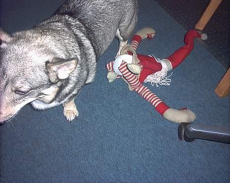 Västgötaspids detti billede 5