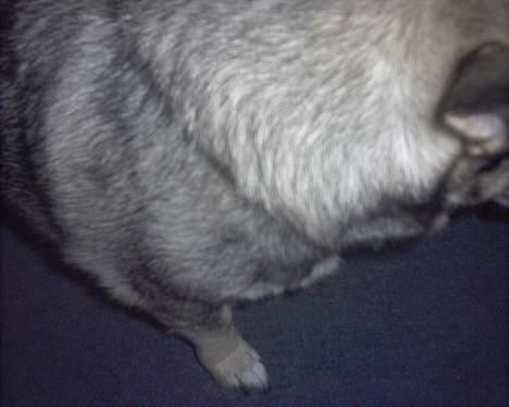 Västgötaspids detti billede 6