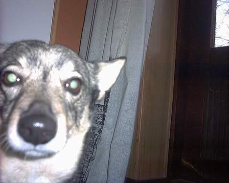 Västgötaspids detti billede 7