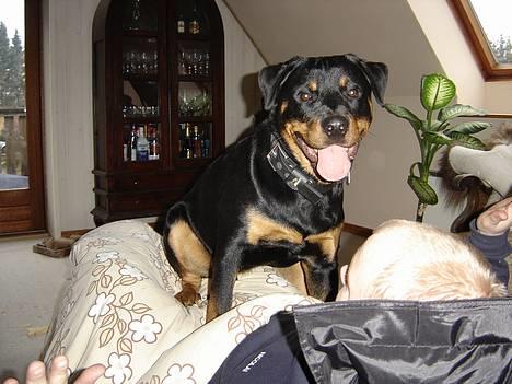 Rottweiler Fønix - Er jeg tung far? billede 13