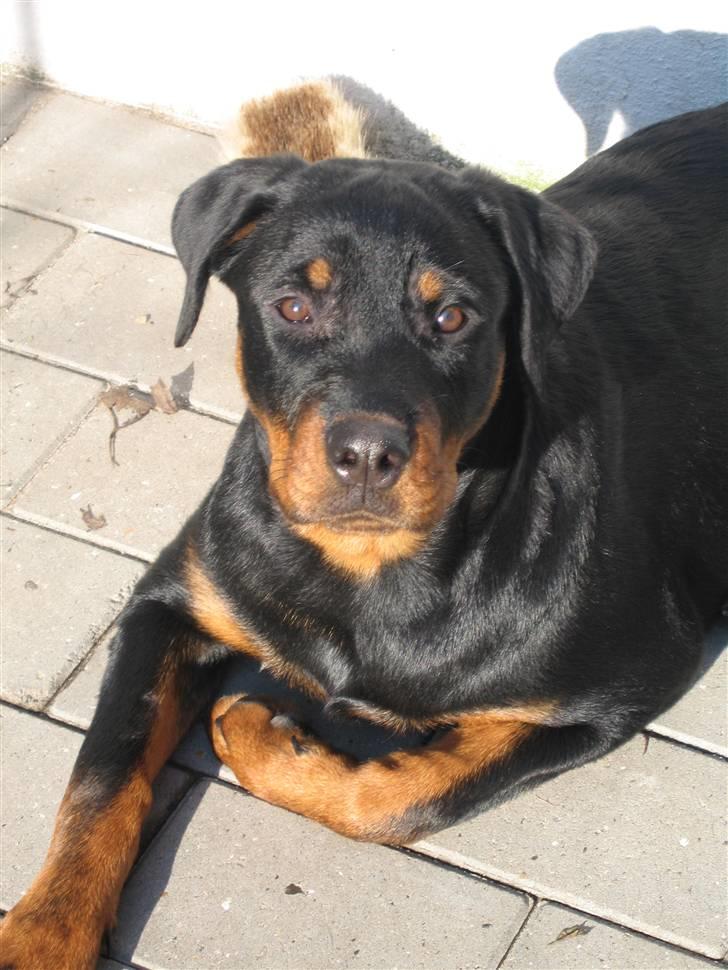 Rottweiler R.I.P Jessie pigen <3 - Ser, jeg ikke bare dejlig ud?? billede 5