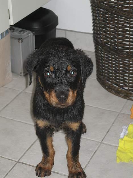 Rottweiler R.I.P Jessie pigen <3 - puuha, mor har lige haft mig i bad.. billede 6