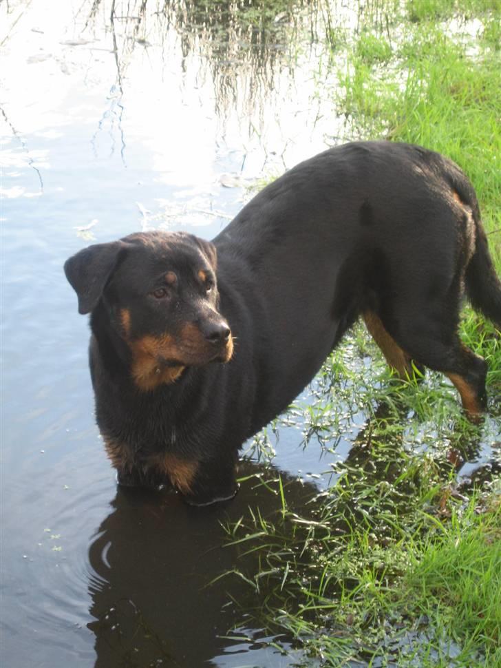 Rottweiler R.I.P Jessie pigen <3 - Hvad siger i?? Min helt egen private sø!!! billede 7