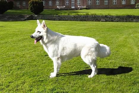 Hvid schæfer Alaska - Stååååå´ billede 15