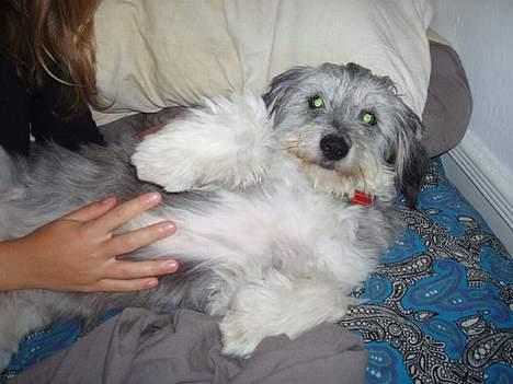 Blanding af racer Laura (Bamse) billede 2