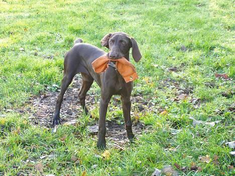 Korthåret hønsehund Tikka billede 1