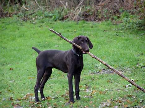 Korthåret hønsehund Tikka billede 2