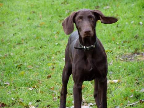 Korthåret hønsehund Tikka billede 3