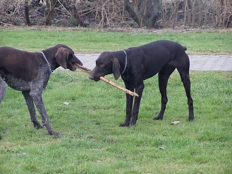 Korthåret hønsehund Tikka billede 6