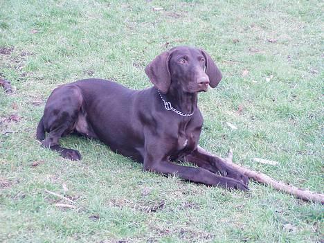 Korthåret hønsehund Tikka billede 7