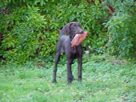 Korthåret hønsehund Tikka billede 8