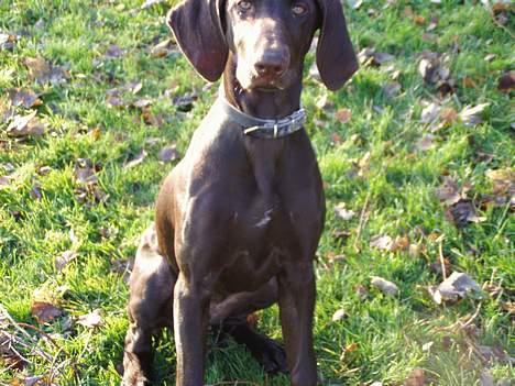 Korthåret hønsehund Tikka billede 10