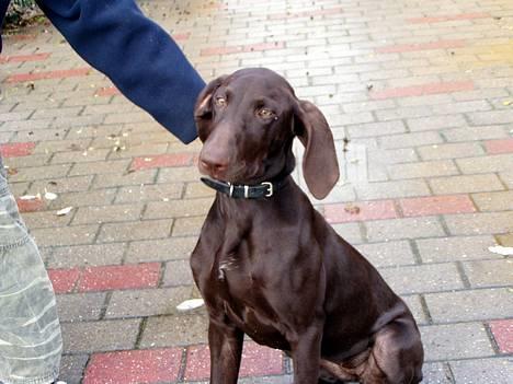 Korthåret hønsehund Tikka billede 11