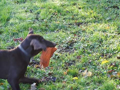 Korthåret hønsehund Tikka billede 12