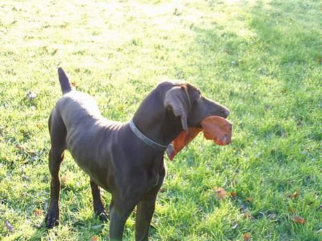 Korthåret hønsehund Tikka billede 13