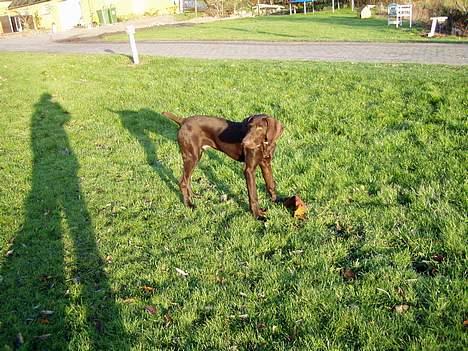 Korthåret hønsehund Tikka billede 14