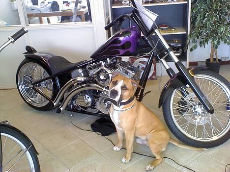 Amerikansk staffordshire terrier simba billede 1