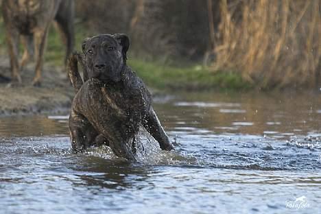 Dogo canario Shanco - Her er jeg ude og lege ved søen billede 6