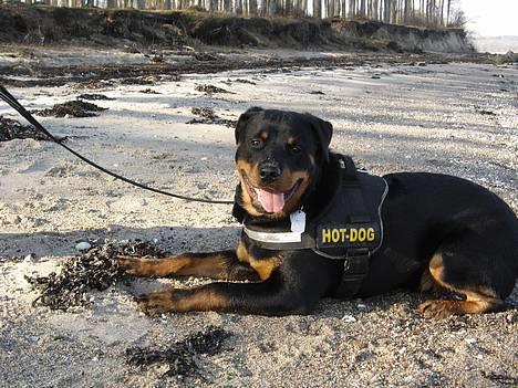 Rottweiler Fønix - Fønix ved stranden for første gang! billede 14
