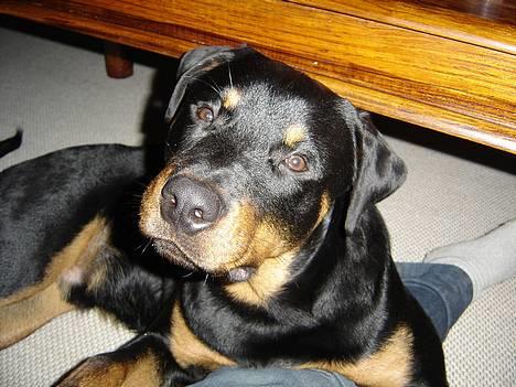 Rottweiler Fønix billede 15