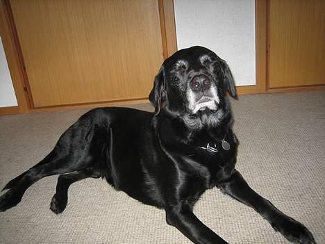 Blanding af racer Blackie - arrhh Blits!!! billede 1