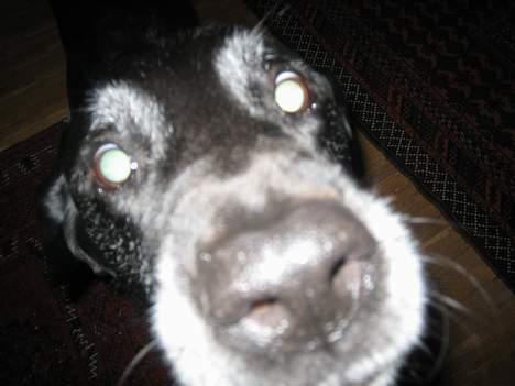 Blanding af racer Blackie - har i nogen sinde set så smukke øjne før ?? billede 2