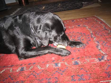 Blanding af racer Blackie - jubiii min bold!!! NU skal du få !!!  billede 3