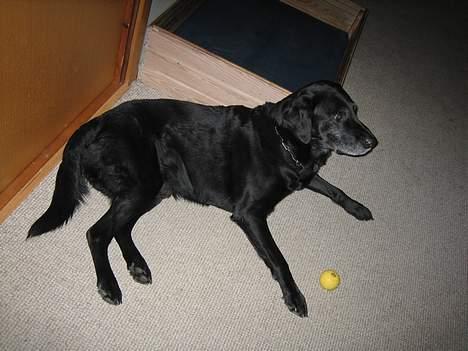 Blanding af racer Blackie - Så flader vi ud !!!!  billede 4