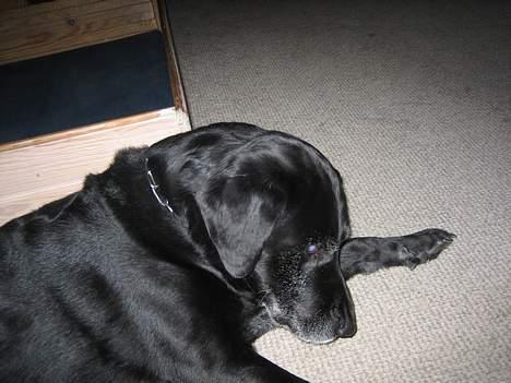 Blanding af racer Blackie - var det en edderkop jeg så der ?? billede 5