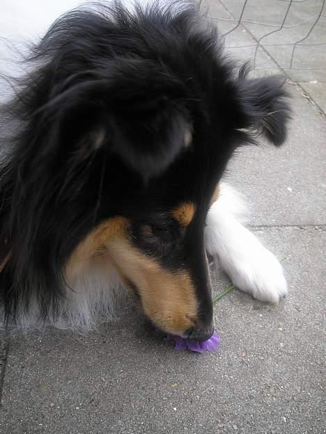 Collie langhåret Lucca   - mmmhh.. den dufter sørme godt.. Mon den kan spises?? billede 7
