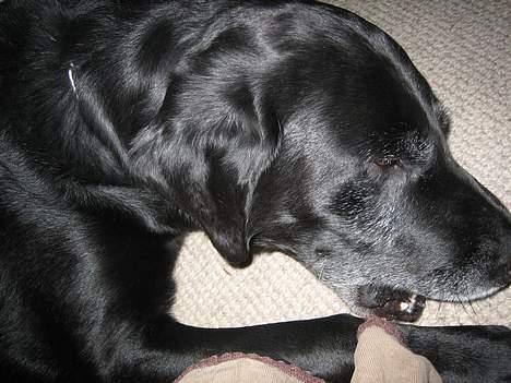 Blanding af racer Blackie - hah ;p billede 6