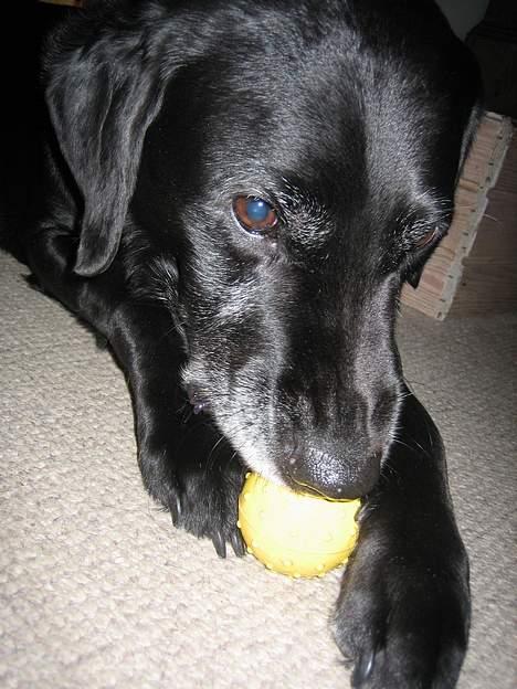 Blanding af racer Blackie - det er så min elskede bold ... billede 7