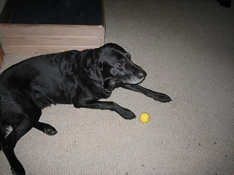 Blanding af racer Blackie - tror man på at jeg er en damp hund ?? heh billede 8